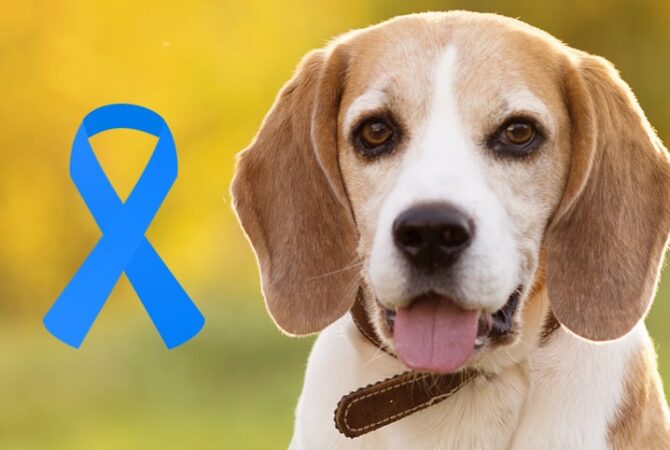 C Ncer De Pr Stata Em Cachorro Conhe A A Campanha Novembro Azul Deles