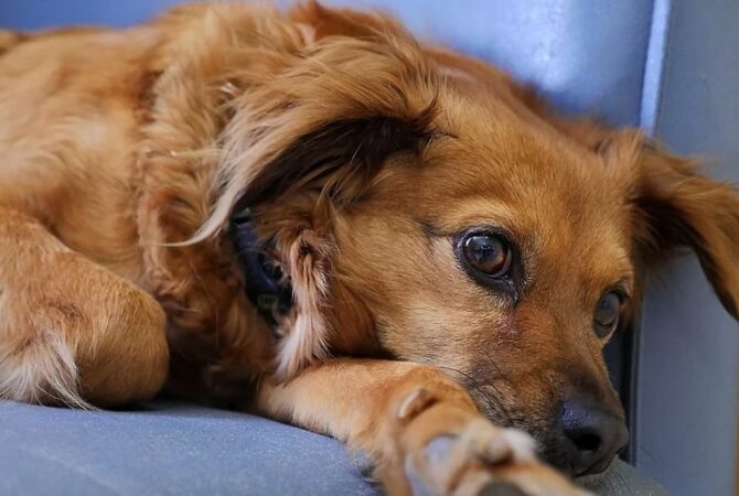 Cachorro Medo De Fogos O Que Fazer Para Acalmar O Peludo Revista