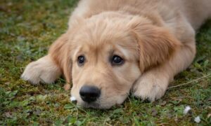 Quantos Meses Pode Castrar Um Cachorro Revista Meu Pet