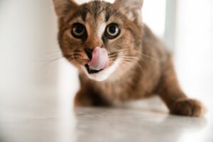 Gato filhote pode comer ração de gato castrado Saiba mais sobre a