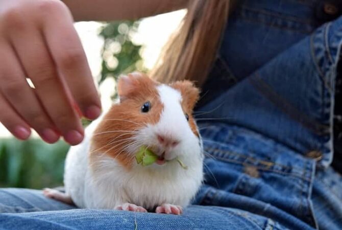 Porquinho da índia pode comer couve Descubra aqui Revista Meu Pet