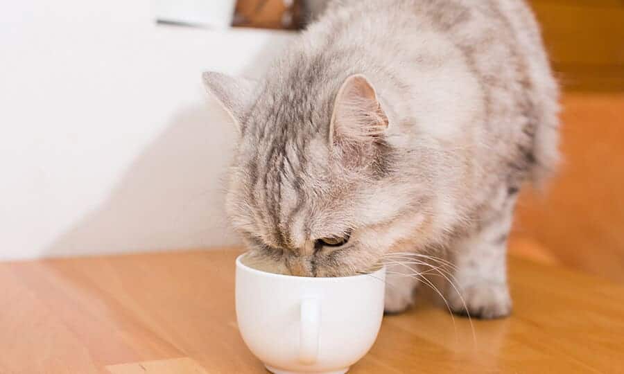 Gato pode tomar chá de quebra pedra Descubra se a bebida é benéfico