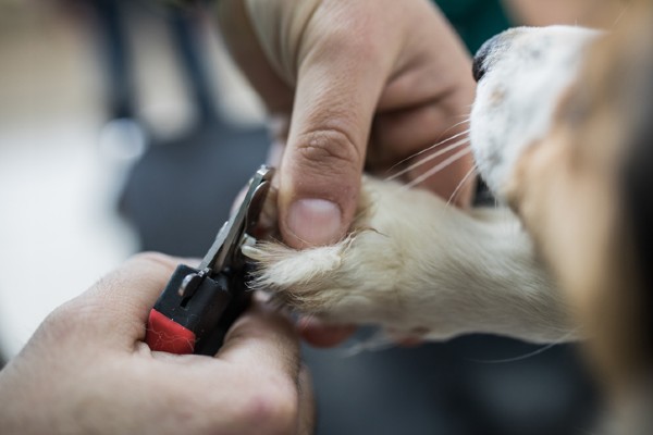 A importância do corte das unhas em cães e gatos