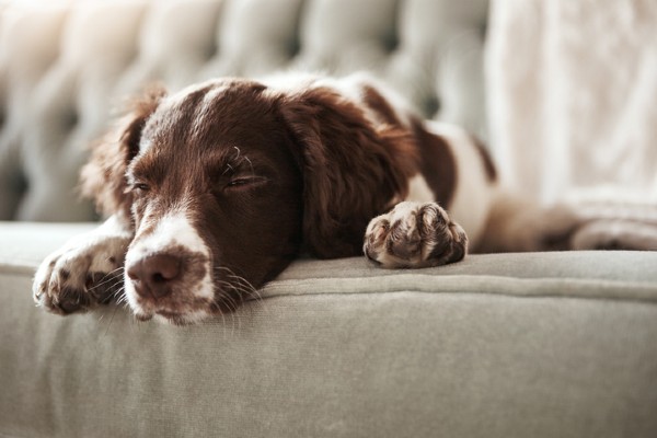 Gastroenterite em cães