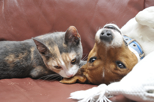 Fotografando Cães e Gatos