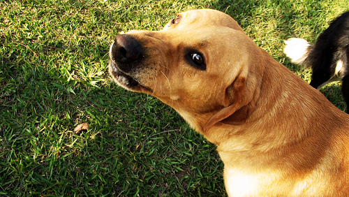 Como Socorrer um Animal Ferido