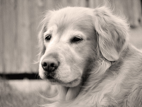 Glaucoma em Animais de Estimação