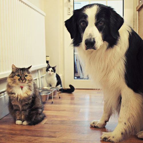 Alergias em Cães e Gatos