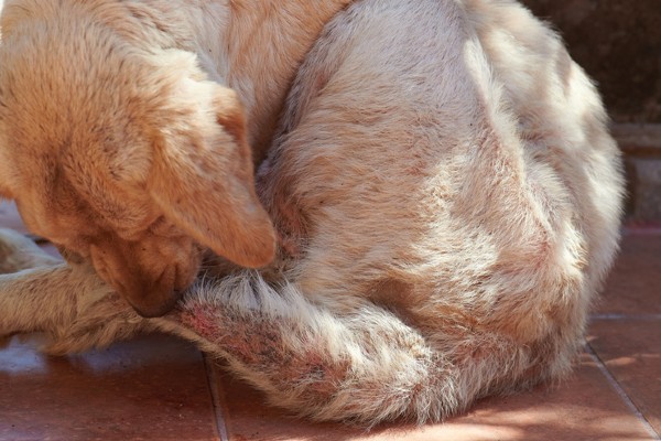 Dermatopatias em animais de estimação