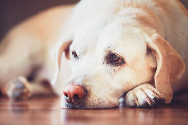 Verminose por ancylostoma caninum em cachorros