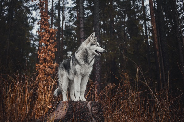 Tudo sobre o Husky Siberiano