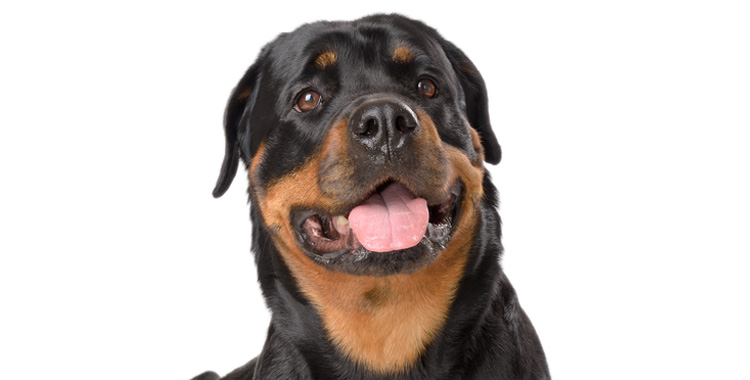 Rotweiler