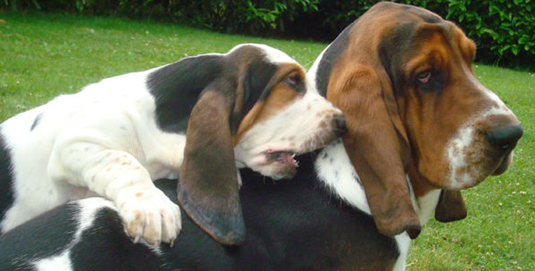 Sete fatos sobre o Basset Hound