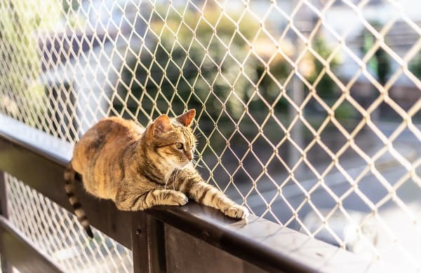 Tela de proteção para gatos: saiba como escolher e quais são os modelos