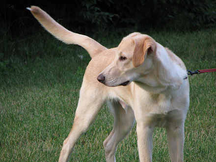 O que o rabo do cachorro quer dizer?