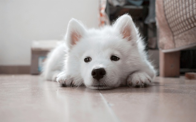 Seu cachorro está entediado? Saiba mais sobre enriquecimento ambiental