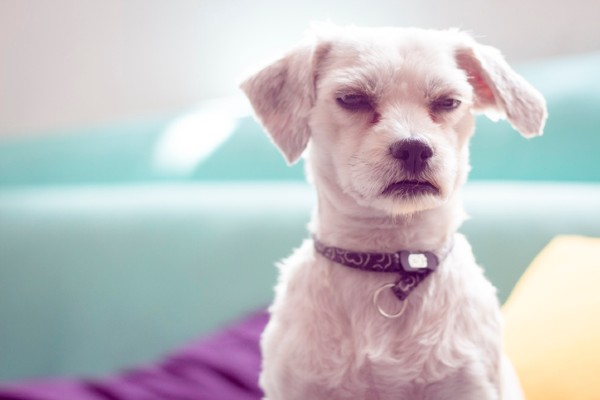 Cachorro agressivo de repente: pode ser hipotireoidismo