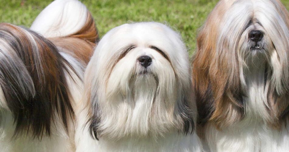 Lhasa Apso – O pet sagrado dos palácios