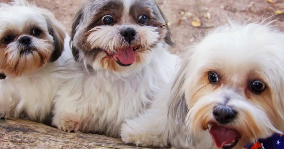 Shih Tzu: o pequenino popular