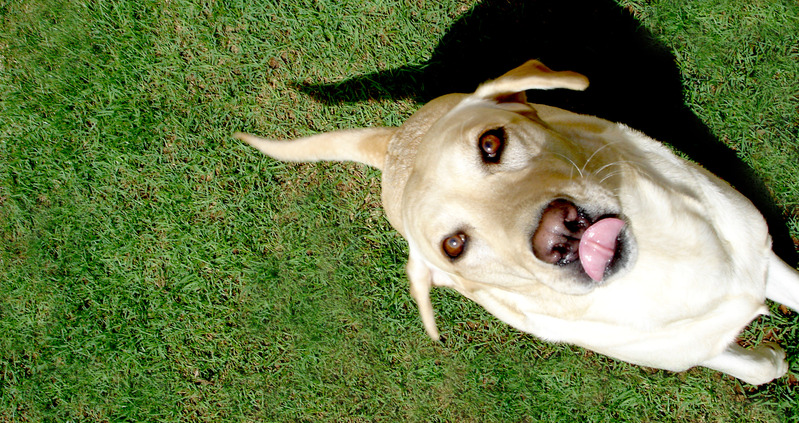 É normal o cachorro comer fezes?