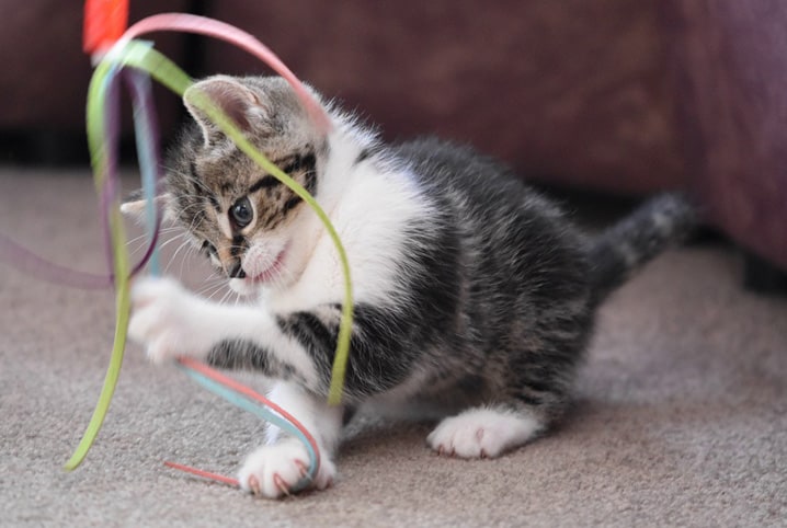 Como adestrar um gato? 4 truques para seu bichano!