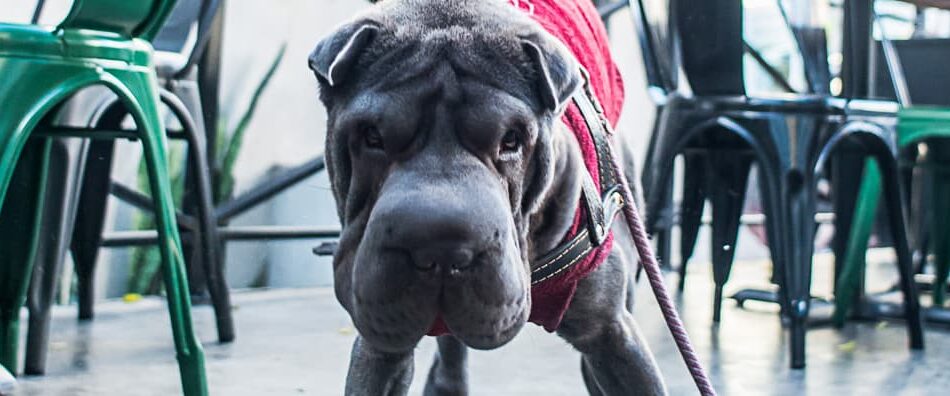 Duas paixões nacionais: cachorros e hambúrgueres!