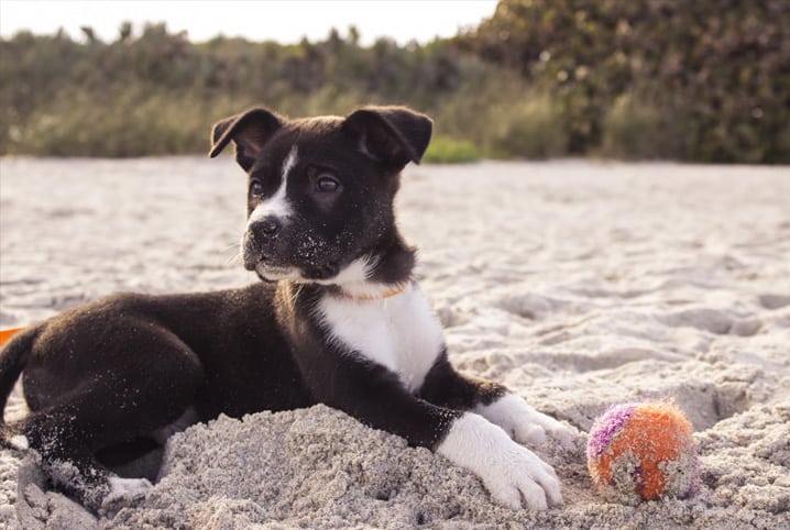 Como adaptar um filhote de cachorro: saiba como receber o pet em casa