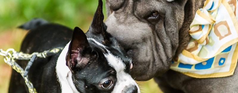 3 ideias e um cachorro (ou mais!)