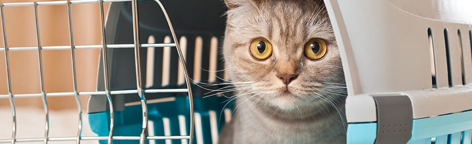 Gatos na caixa de transporte