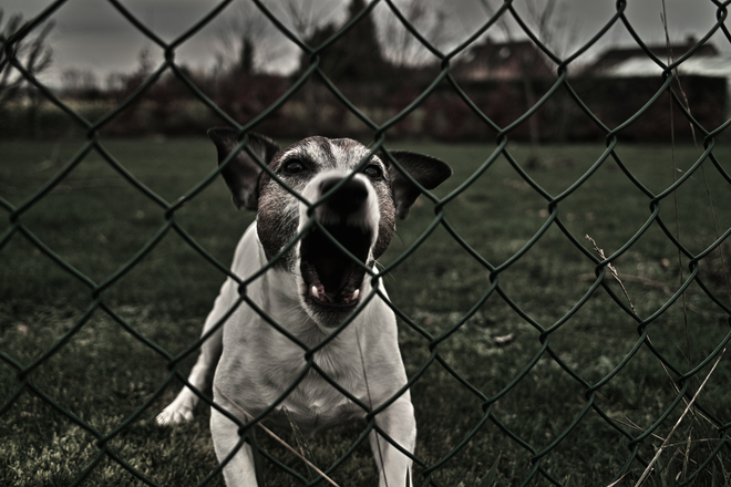 Cachorro que late muito: o que fazer?