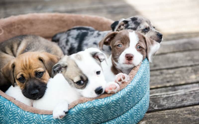 A importância do filhote de cachorro ficar até os 60 dias na ninhada