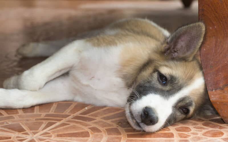 Cães que passam muito tempo sozinhos