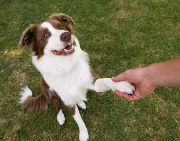 Quais são as necessidades básicas dos cães?