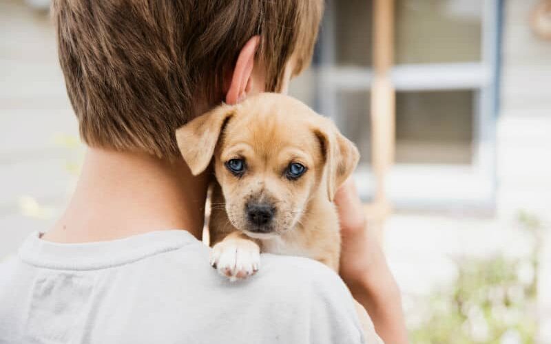 Adoção de animais: saiba como adotar um pet