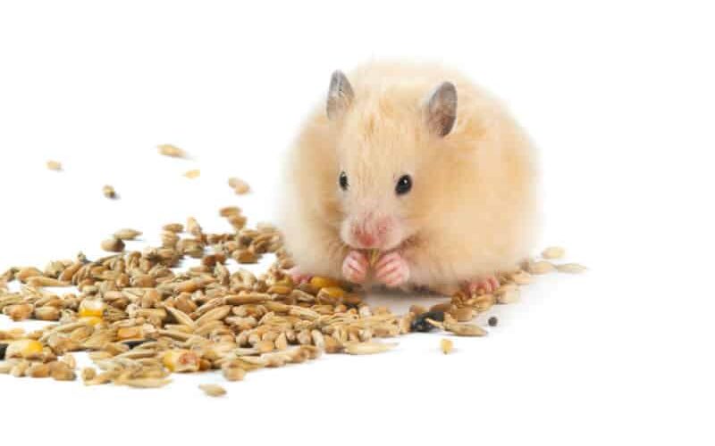 Como alimentar um hamster para que ele viva com saúde