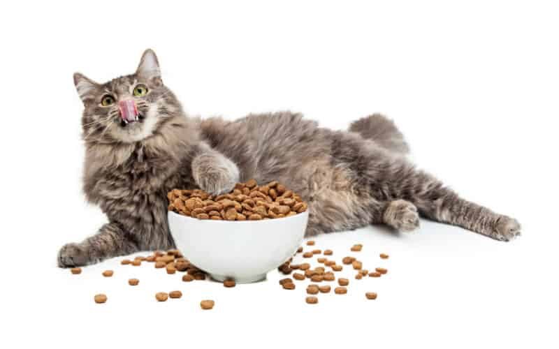 Dietas para gatos: A alimentação correta para felinos