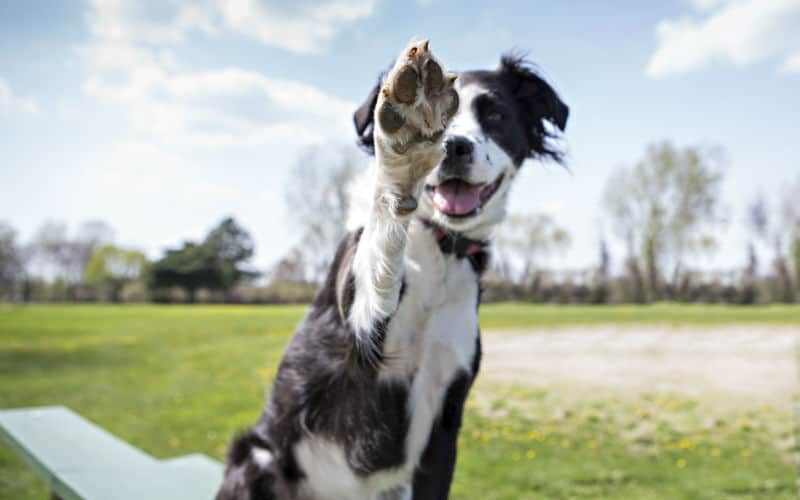 Mais de 300 nomes diferentes para cachorro!