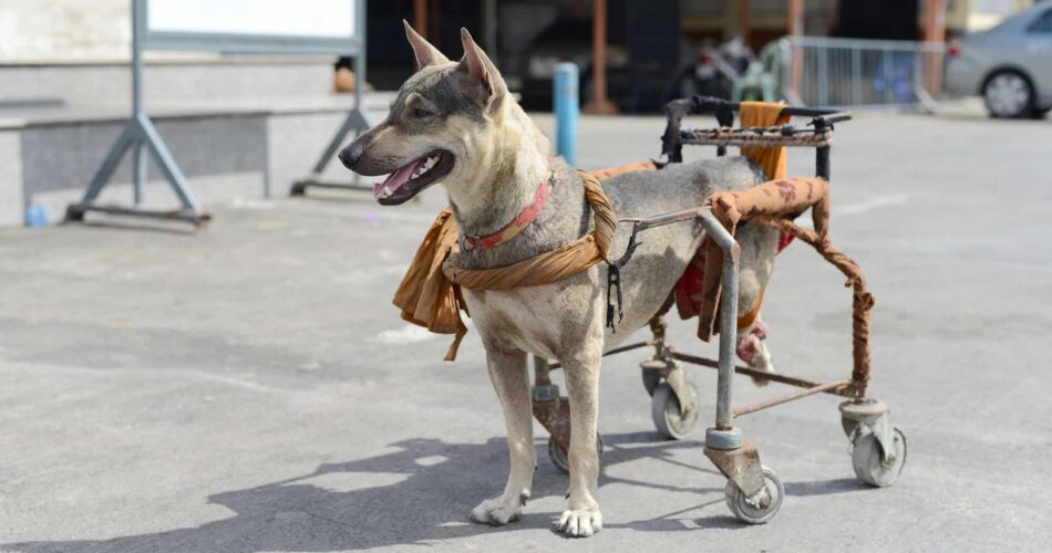 Veja os cuidados necessários ao adotar um cachorro deficiente