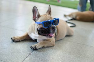 8 dicas para ajudar seu cachorro a se refrescar no calor