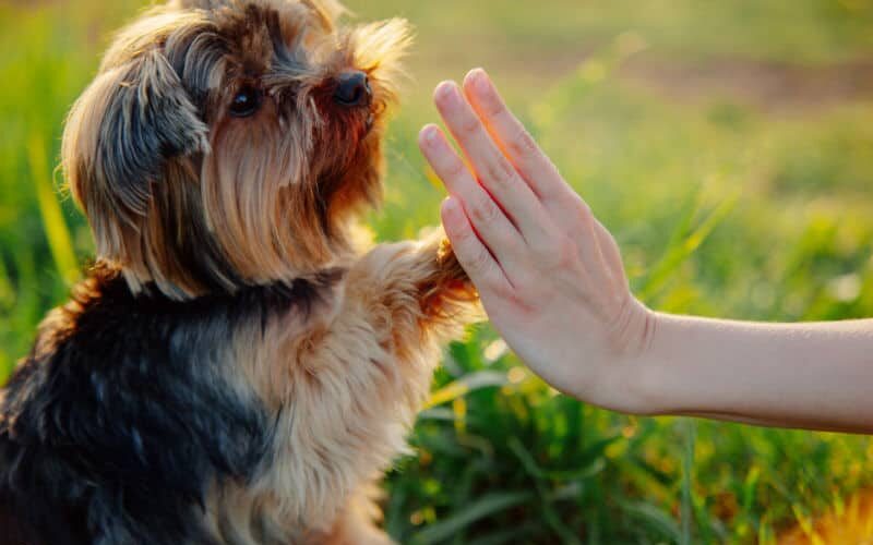 Como treinar seu cachorro de maneira eficiente