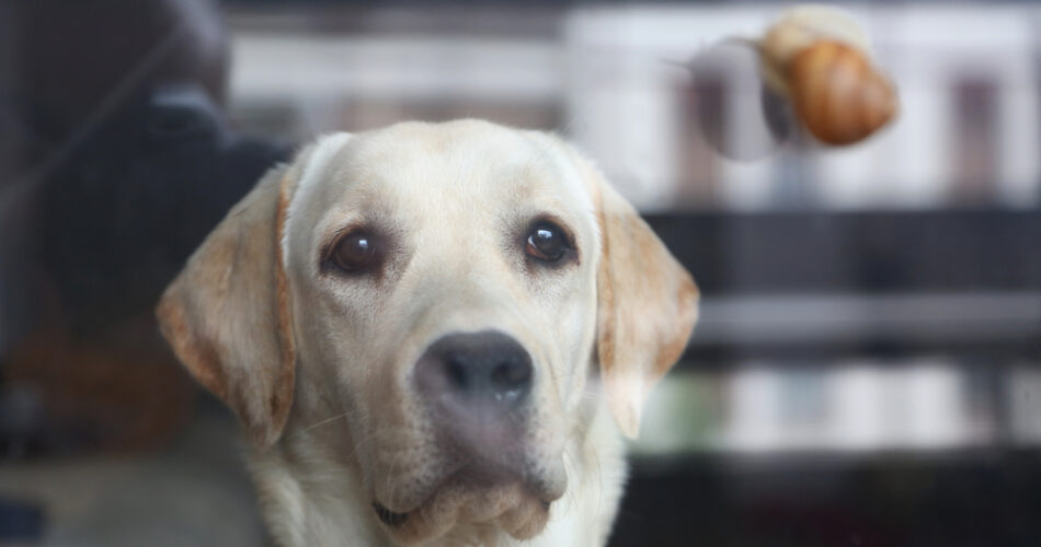 Doenças de cachorro: As principais doenças infecciosas