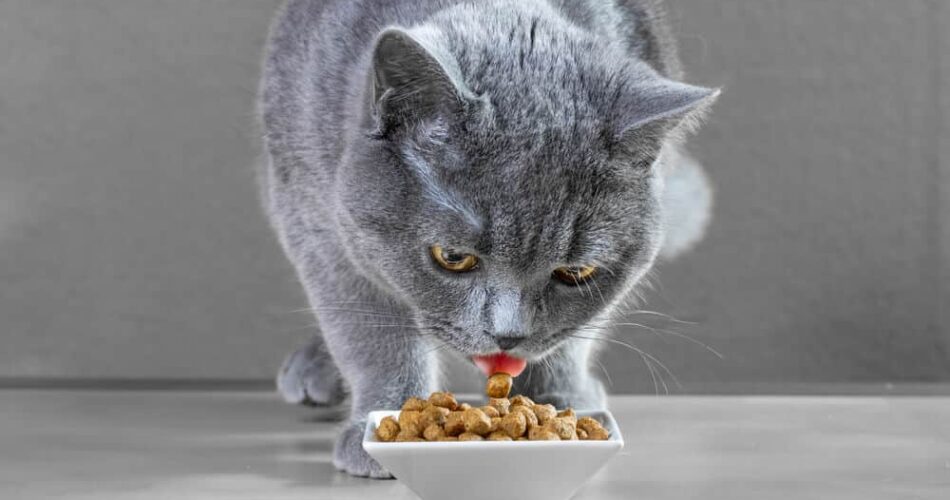 Nutrição felina – A dieta correta para o seu gato pet