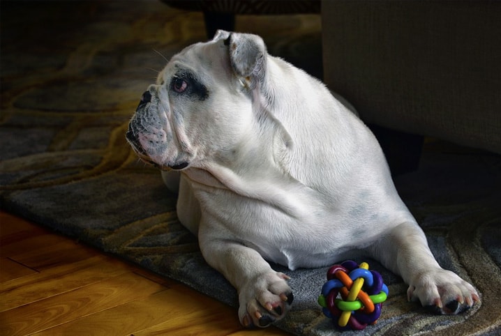 Tipos de brinquedos para cachorro: aprenda a escolher o ideal