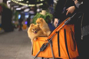 Lugares pet friendly em Salvador