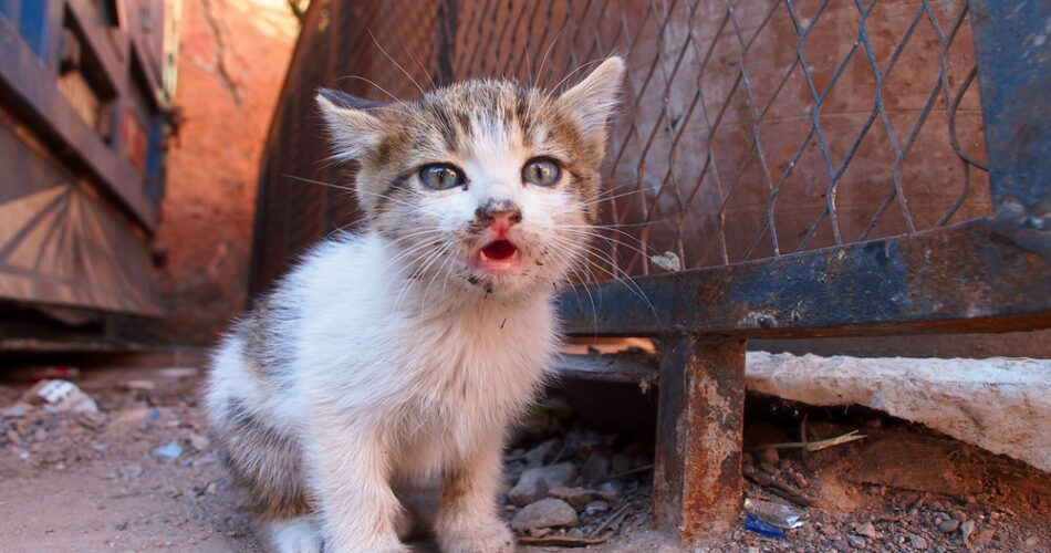 Resgatar gato de rua: exames e adaptação