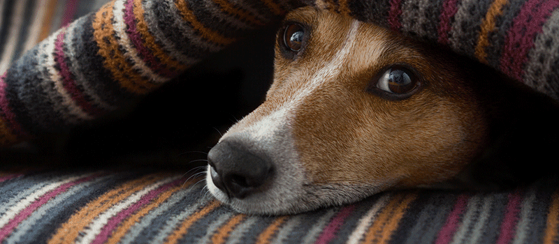 Cachorro sente frio? Dicas para baixas temperaturas