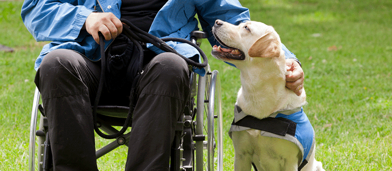 Cão guia – Os pets que servem como olhos para o tutor