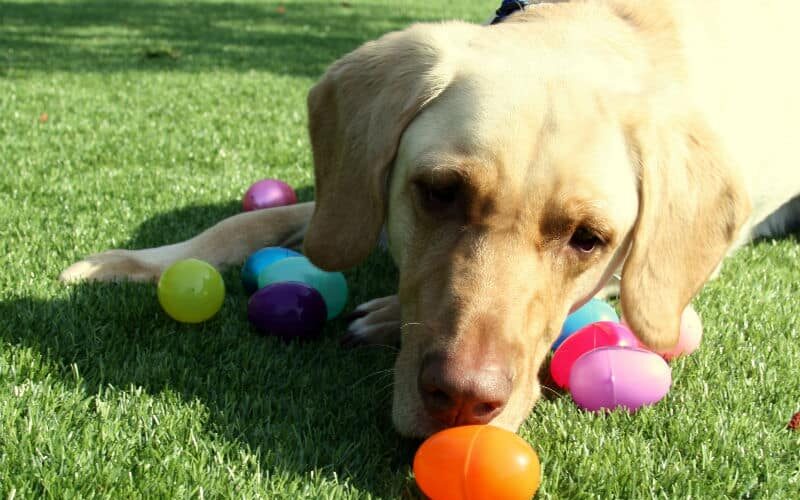 Chocolate para cachorro: pode ou não pode?