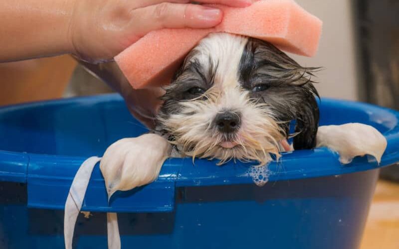 Como eliminar pulgas em cachorros e gatos