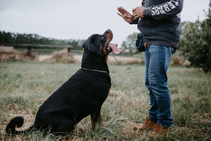 Quando é preciso contratar um adestrador de cães?